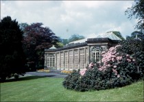 Camellia House c. 1962