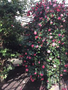 Camellia House in full bloom
